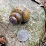 Chinese Mystery Snail in Silver Lake Hollis