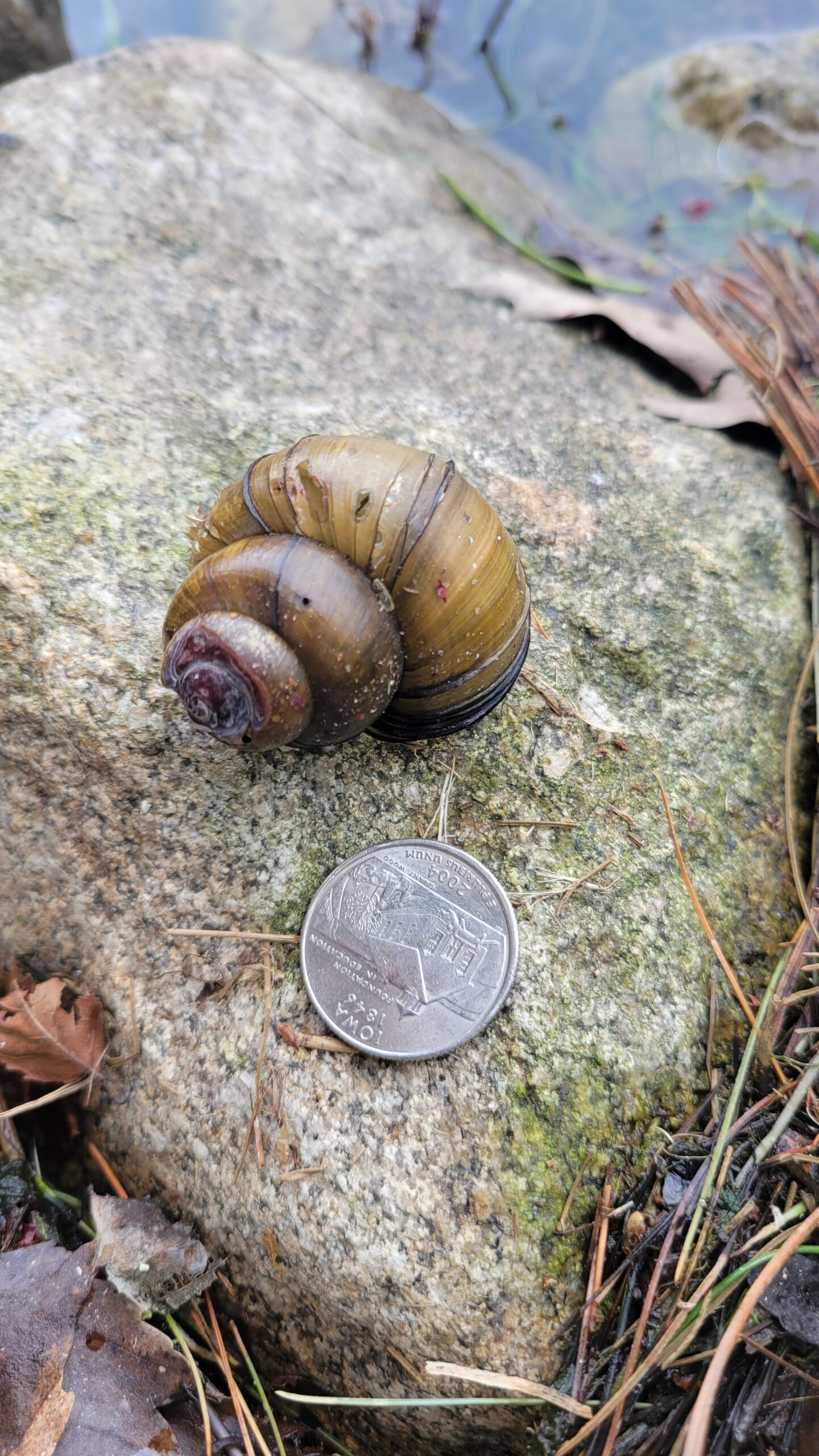 Chinese Mystery Snail in Silver Lake Hollis